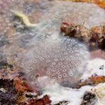 ascidia-spongiforme-06