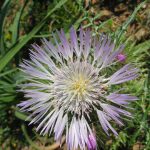 cardo-saettone-03