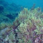 cistoseira-mediterranea-09