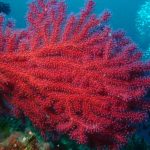 paramuricea-clavata-06