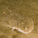 Adriatico Riminese 4