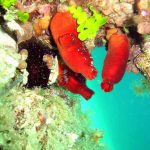 patata-di-mare-01