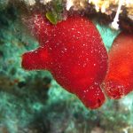 patata-di-mare-22