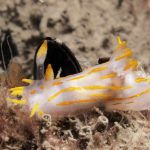 Adriatico Riminese