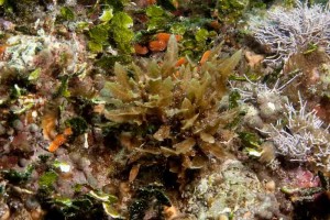vegetali-612 vegetali 612 300x200 Alga 06