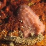 aplisilla-rosea-26