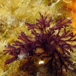 bugula-neritina-01
