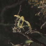caprella-scaura-02