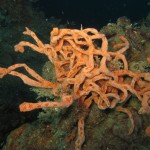 ulosa-stuposa-05
