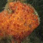 ascidia-fiore-composita-e02