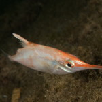 Macroramphosus scolopax, Pesce trombetta