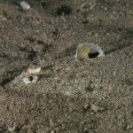 sogliola-di-porro-01