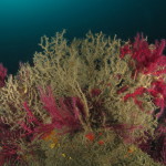 gorgonie-malattia-44