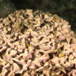 litofillo-incrostante-02