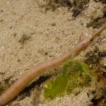 pesce ago adriatico 50a