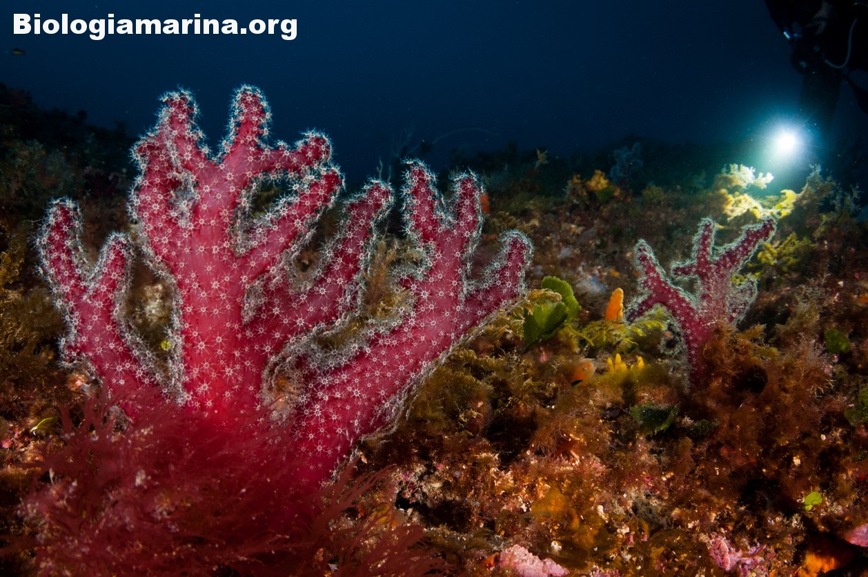 Alcionium acaule, Alcionario mano di morto