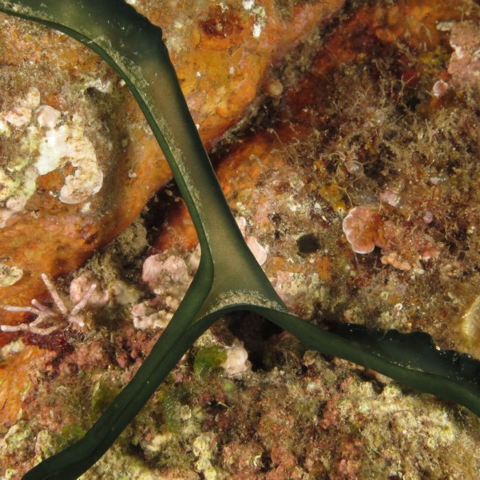 Bonellia viridis Biologia marina del Mediterraneo