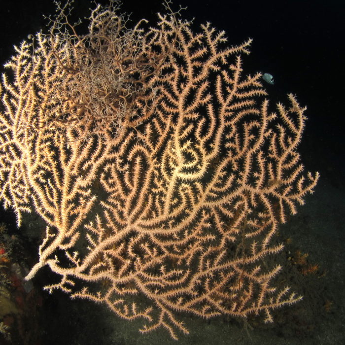 Eunicella verrucosa Biologia marina del Mediterraneo