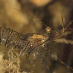 gamberetto-di-porto-60