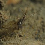 gamberetto-di-porto-61