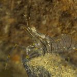 gamberetto-di-porto-62