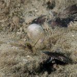 gamberetto-di-porto-63