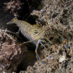 gamberetto-di-porto-64