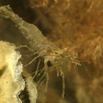 gamberetto-di-porto-66