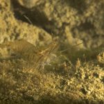 gamberetto-di-porto-68