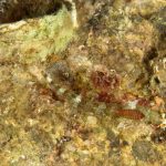 peperoncino-rosso-119 (2)