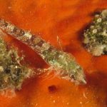 peperoncino-rosso-136a
