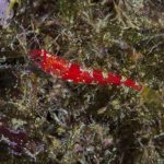 speleogobius-trigloides