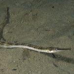 pesce-ago-adriatico-44