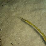 pesce-ago-adriatico-47