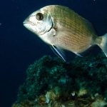 sarago-sparaglione-31