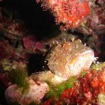 scorfano-di madera-05a