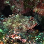 scorfano-di madera-05b