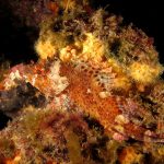 scorfano-di madera-62