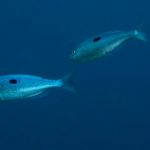 spicara sp.13