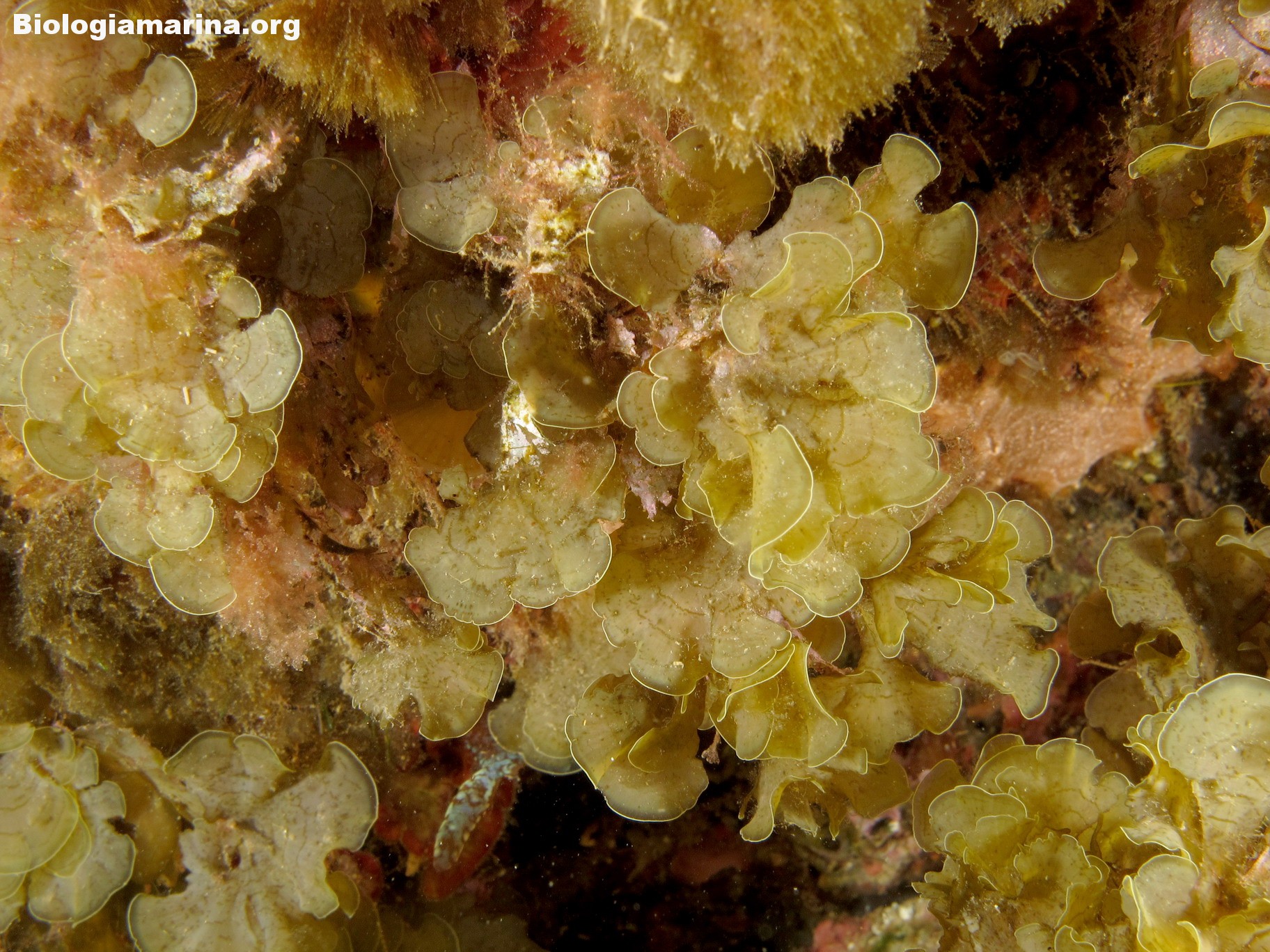 Zonaria Biologia marina del Mediterraneo