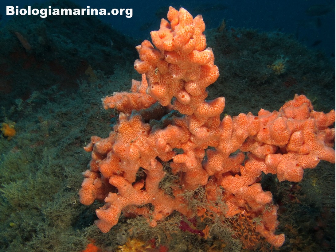 Download crella-elegante-71 - Biologia marina del Mediterraneo