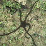 stella-serpentina-liscia-82