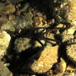 stella-serpentina-liscia-80