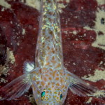 ghiozzo-gattopardo-10