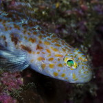 ghiozzo-gattopardo-11