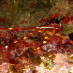 granchio corridore atlantico